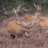 Rutting season in Hoge Veluwe
